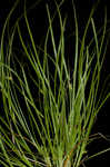 Timid sedge